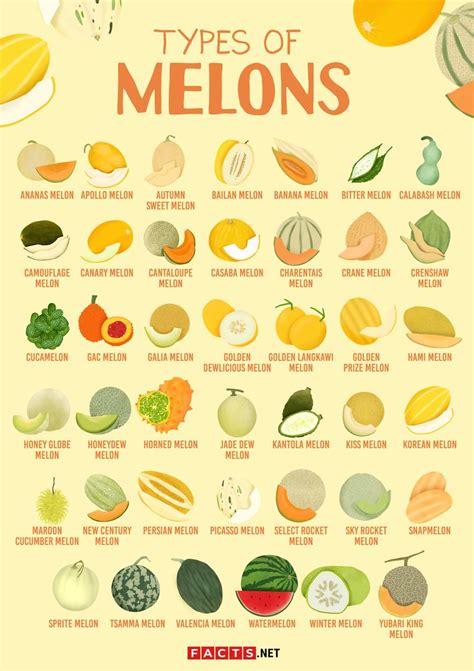 melonstu|Melons of the World: 13 Melon Types 